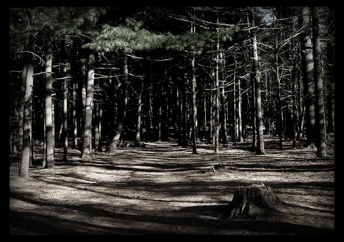 clearing clearing